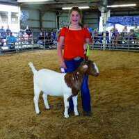 Goat Junior Showmanship Ellie Goehl